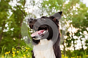 Happy Border Collie dog without leash outdoors in nature in beautiful sunrise. Happy Dog looking to camera in city park