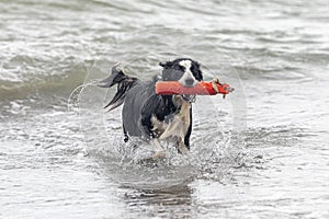 Happy border collie dog playing with a red toy in shallow water