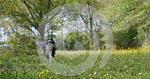 Happy border collie dog running and playing outside and carrying the US American flag. Patriotic concept for 4th of July, Memorial