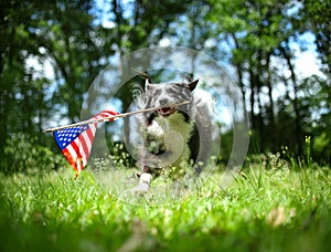 Happy border collie dog running and playing outside and carrying the US American flag. Patriotic concept for 4th of July, Memorial