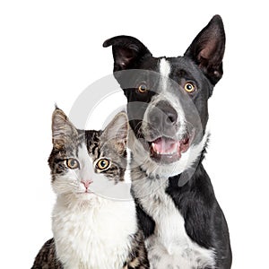 Happy Border Collie Dog and Tabby Cat Together Closeup