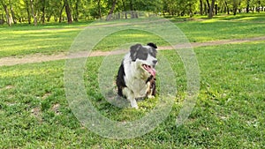 Happy border collie at green grass. Dog training