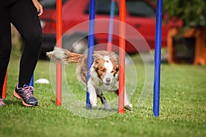 Happy border collie is running agility