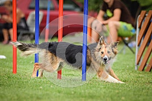 Happy border collie is running agility