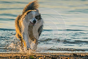 Happy Border Collie running from water