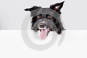 Happy  border collie with a white banner or a poster in front of him, isolated. Card template with portrait of a dog . Dog behind