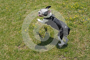 Happy Boston Terrier jumping on grass, smiling, creating a shadow