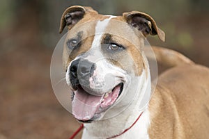 Happy Boxer American Bulldog mix breed dog panting tongue and wagging tail