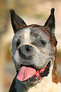 Happy Boxer Dog