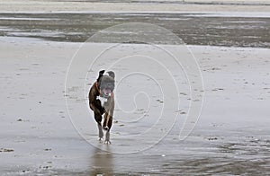 Happy Boxer Dog Running On Beach