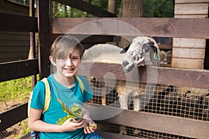 a happy boy in a petting zoo stands at the fence with a sheep, ram, feeds the animal.