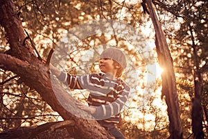 Happy boy sitting high up in a pine tree at sunset