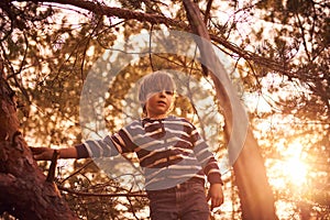Happy boy sitting high up in a pine tree at sunset