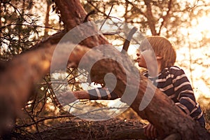 Happy boy sitting high up in a pine tree at sunset