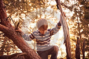 Happy boy sitting high up in a pine tree at sunset