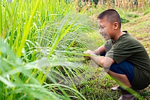 Happy boy is smiling relaxing in nature while surveying in green rice field in the morning, environmental conservation and