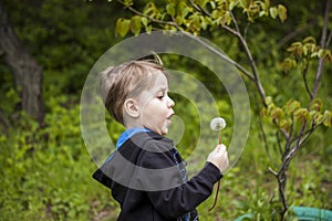 A happy boy on a spring day in the garden blows on white dandelions, fluff flies off him. The concept of outdoor recreation in