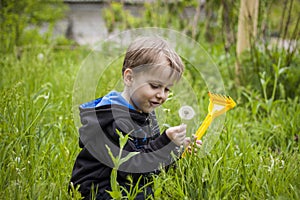 A happy boy on a spring day in the garden blows on white dandelions, fluff flies off him. The concept of outdoor recreation in
