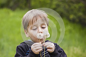 A happy boy on a spring day in the garden blows on white dandelions, fluff flies off him. The concept of outdoor recreation in