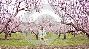 Happy boy standing in flowering peach orchard