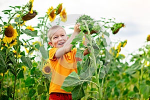 A happy boy stands in a field with sunflowers in summer, a child`s way of life