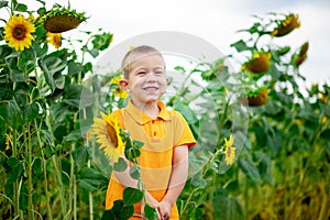 A happy boy stands in a field with sunflowers in summer, a child`s way of life