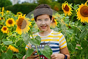 Happy boy stands in sunflower flowers , in summer, in park