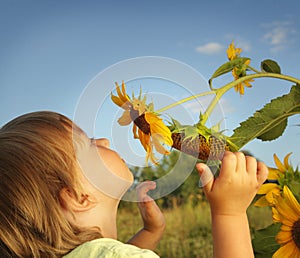 Happy boy with sunflower