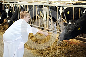 Happy boy in white robe holds out hay for cow in
