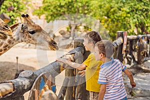 Happy boys watching and feeding giraffe in zoo. They having fun with animals safari park on warm summer day