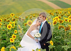 Happy bride and groom on their wedding. Sunflowers field