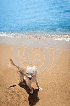 Happy bright chihuahua on tropical beach