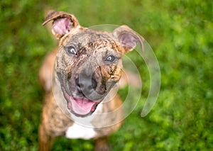 A happy brindle mixed breed puppy looking up