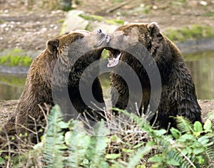 Happy Brown Bears playing together wildlife