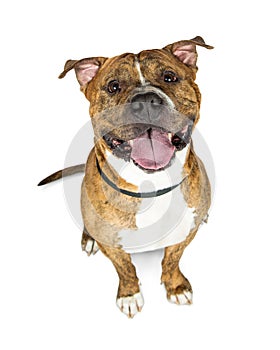 Happy Brown Brindle Pit Bull Dog Looking Up photo
