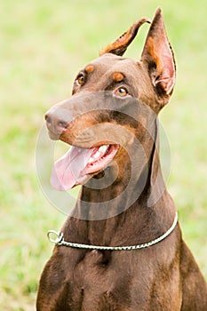 Happy brown doberman