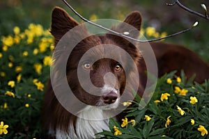 Happy brown dog border collie portrait