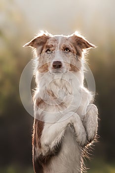 Happy brown dog border collie portrait