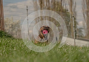 Happy brown dog playing in a lush green field, joyfully carrying a pink ball in its mouth