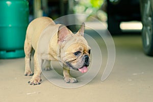 Happy brown french bulldog playing on the concrete floor, hungry