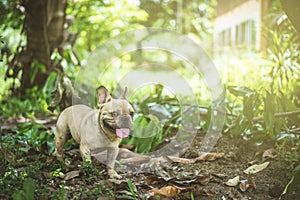 Happy brown french bulldog playing on the green grass field, loo