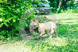 Happy brown french bulldog playing on the green grass field, making funny face, friendly pet