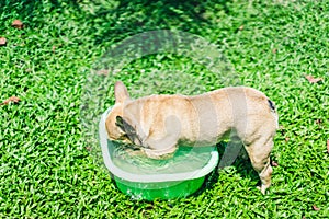 Happy brown french bulldog playing on the green grass field, making funny face, friendly pet
