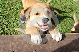 Happy brown puppy with white markings