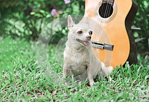 happy brown short hair chihuahua dog sitting on green grass with acoustic guitar in the garden