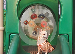 happy Brown short hair Chihuahua dog sitting on playground equipment, looking sideway