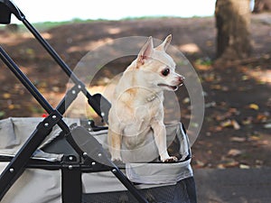 Happy brown short hair Chihuahua dog standing in pet stroller in the park. looking curiously