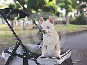 Happy brown short hair Chihuahua dog standing in pet stroller in the park. looking curiously