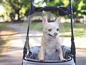 Happy brown short hair Chihuahua dog standing in pet stroller in the park. looking curiously