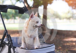 Happy brown short hair Chihuahua dog standing in pet stroller in the park. looking curiously